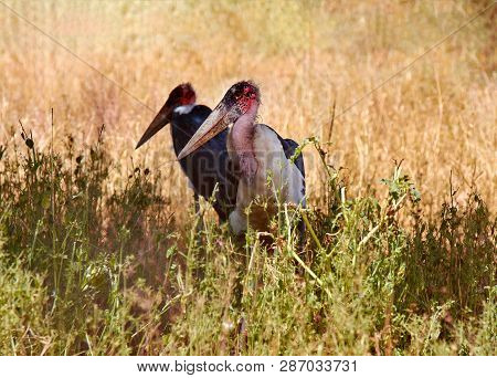 View Of Two Standing Marabu Birds With A Large Beak. Safari Tsavo Park In Kenya, Africa.