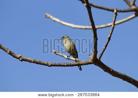 Close-up Of Great Crested Flycatcher Sitting On Tree Branch