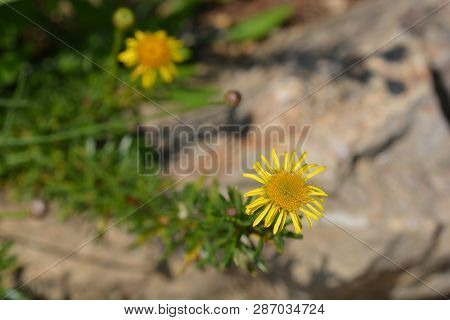 Golden Samphire - Latin Name - Limbarda Crithmoides (inula Crithmoides)