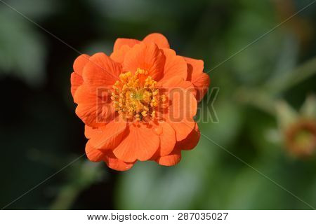 Orange Avens Cultivar - Latin Name - Geum * Heldreichii