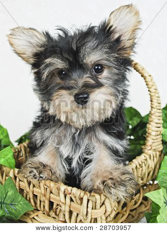 Dolce cucciolo Yorkie