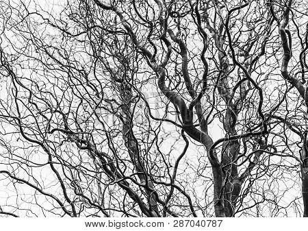 Corkscrew Hazel Without Leaves In The Winter Time.