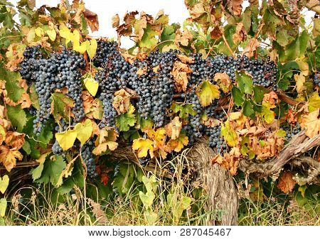 Large Brush Of Dark Grapes On The Vine. Autumn Harvest Of Grapes. Grapes Called The Berry Of Life. V