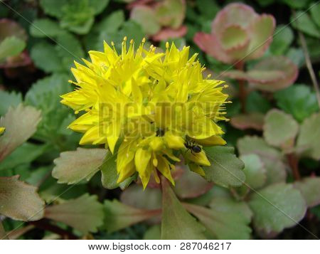 Pachyphytum Compactum F. Cristata And Senecio Herreanus String Of Beads