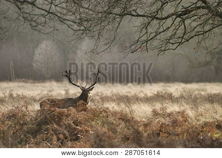 Stunning Red Deer Stag Cervus Elaphus With Majestic Antelrs In Autumn Fall Froest Landscape
