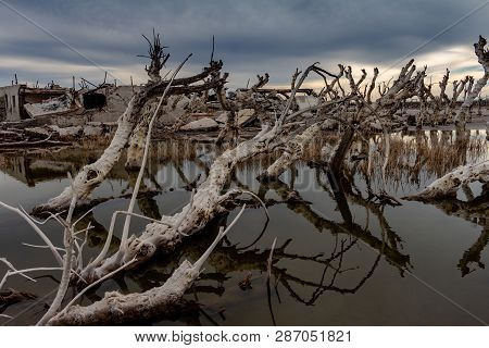 Dead Trees In The Abandoned City Of Epecuen. Flood That Destroyed The City And Left It In Ruins. Des