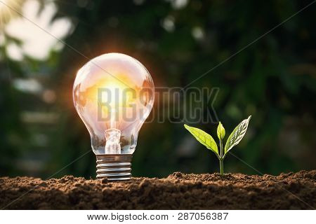 Ightbulb With Small Plant On Soil And Sunshine. Concept Saving Energy
