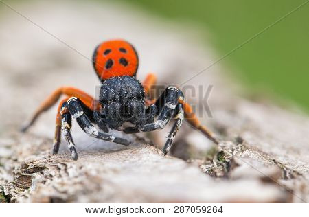 A Male Ladybird Spider Eresus Moravicus In Czech Republic