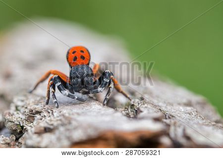 A Male Ladybird Spider Eresus Moravicus In Czech Republic