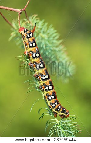 Spurge Hawk-moth Hyles Euphorbiae In Czech Republic