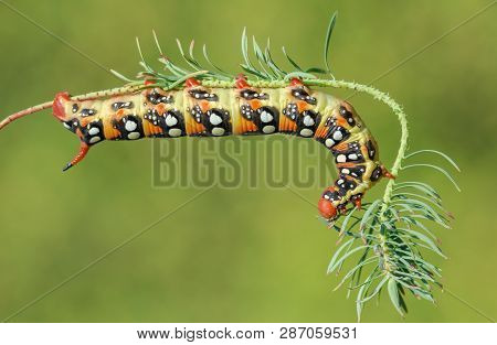 Spurge Hawk-moth Hyles Euphorbiae In Czech Republic