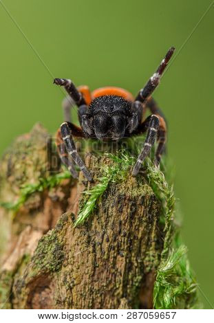 The Ladybird Spider Eresus Kollari In Defence Position