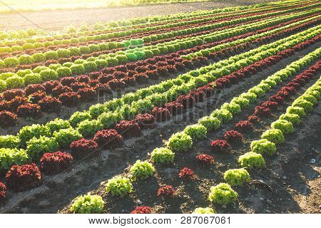 Salat Fields With Green And Red Salads On An Agriculture Field, Harvest Time
