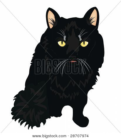Sort kat