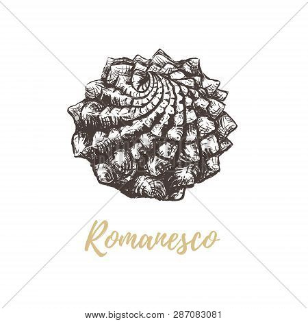 Romanesco Broccoli Sketch Illustration. Cabbage Romanesco Hand Drawing Vector Art