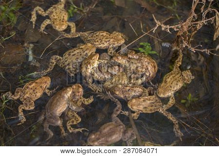 Group Of Common Toads Bufo Bufo - Mating, In Czech Republic
