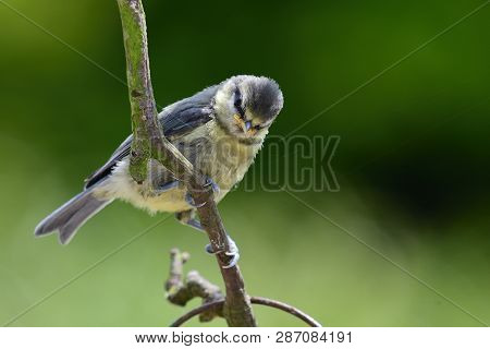 Portrait Of A Baby Bluetit (cyanistes Caeruleus) Perching On A Branch