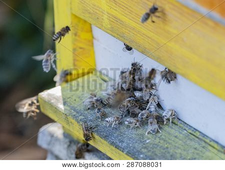 Treatment Bees With Powder Sugar Dusting Against Warroa Destructor