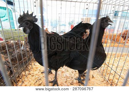 Bucharest, Romania - May 31, 2018: An Ayam Cemani Black Chicken And Rooster Is Exhibited At A Bird F