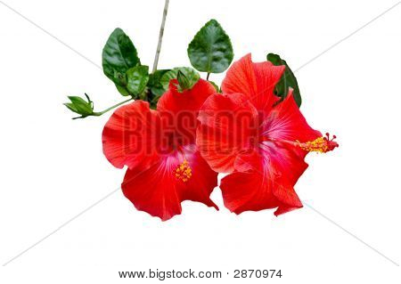 Hibiscus isoleret