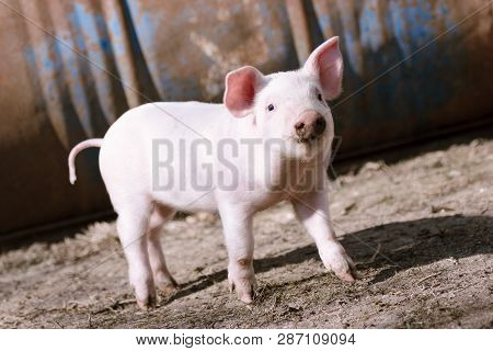 Cute Little Domestic Pig Is Standing, Farming And Pig Breeding Concept.