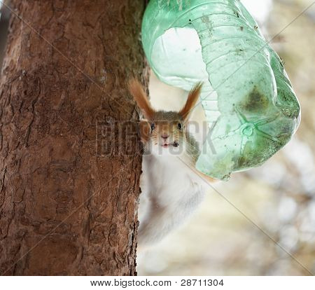 Squirell