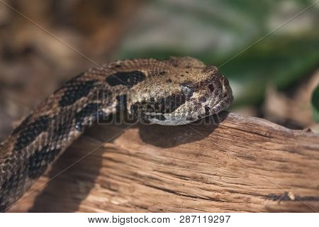 The Head And Face Of A Mean Looking Pit Viper Resting On A Piece Of Wood In The Sunshine.