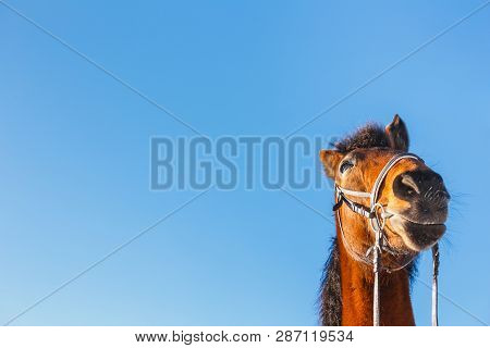 The Surprised Head Of A Red Horse On A Blue Background.