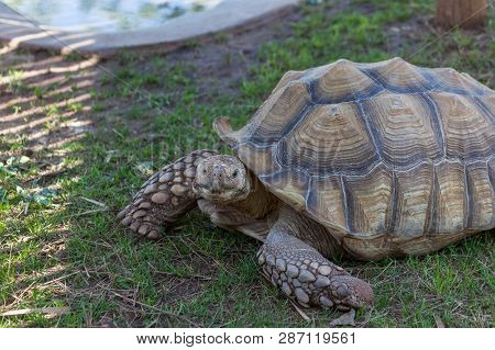 An African Spurred Tortoise With Bumpy Spikes On Its Front Legs And Geometrical Patterns On Its Shel