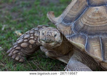 An African Spurred Tortoise With Bumpy Spikes On Its Front Legs And Geometrical Patterns On Its Shel
