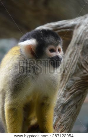 The black-capped squirrel monkey (Saimiri boliviensis) is a South American squirrel monkey, found in