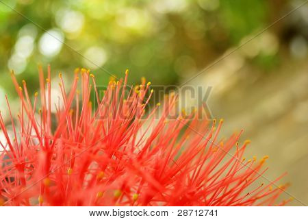 flores sobre fundo de desfoque