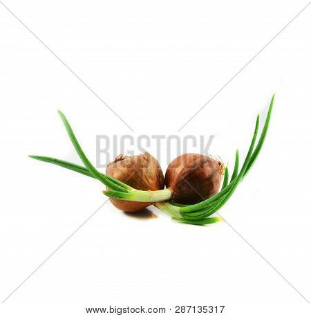 Green Seedling Spring Onion Or Bud Of Shallot Growing For Planting Isolated On White Background - Al