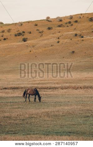A Dark Hourse Eating Grass In The Field Concept. Nature Landscape With Animals. Summer Season Outdoo