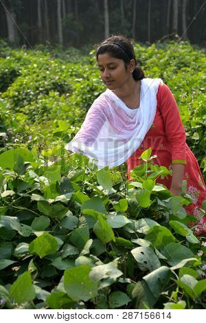 A Girl Wearing Salwar And A White Dhupatta Tendering A Broad Beans Also Known As Flat Lima Beans Pla
