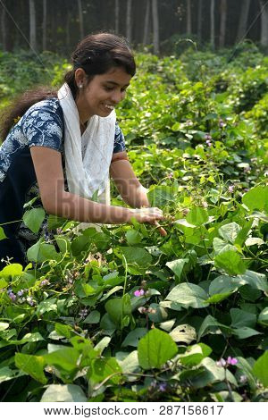 A Girl Wearing Salwar And A White Dhupatta Tendering A Broad Beans Also Known As Flat Lima Beans Pla