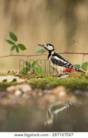 Woodpecker Sitting On Lichen Shore Of Pond Water In Forest With Bokeh Background And Saturated Color