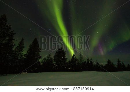 Colourful Northern Light (aurora Borealis) In The Horizon Above Trees In Winter Saariselka, Finnish 