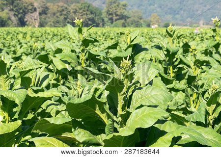 Leaves And Flower Of Tobacco On Framland With Sunlight.