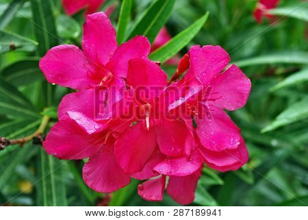 Close-up Of Oleander Flowers After Rain. Genus 