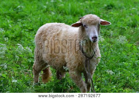 Head Detail Sheep Grazing The Grass On Meadow