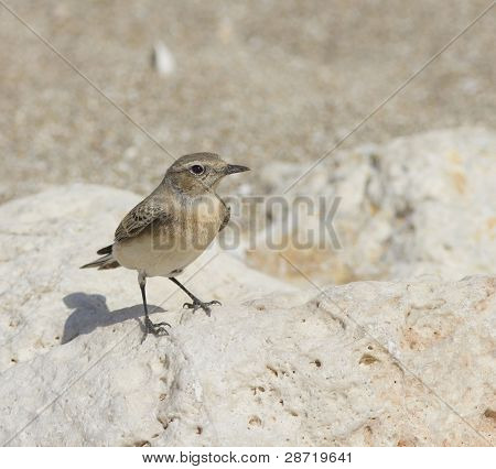 Northern Wheatear