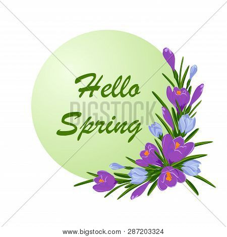 Vector Illustration With A Bouquet Of Violet And Blue Crocuses. Inscription Hello Spring With Saffro