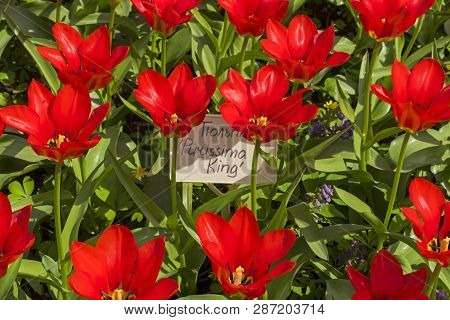 Tulipa Of The Purissima King  Species On A Flowerbed. Translation Of The Word On Nameplate: 