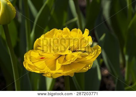 Tulipa Of The Gold Fever  Species On A Flowerbed.