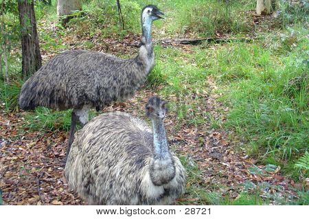 Emu Pair