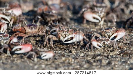 Fiddler Crabs In Canaveral National Seashore, Florida.