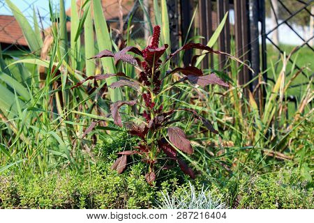 Amaranth Or Amaranthus Cosmopolitan Genus Of Annual Plant With Flowers Arranged In Colourful Bracts 