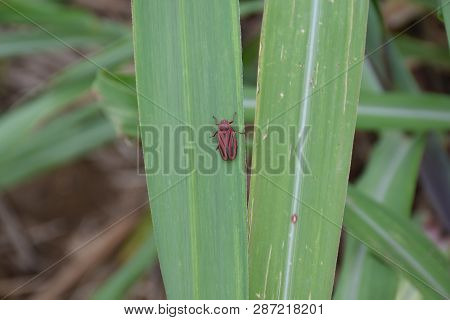 Sugarcane Chippewa 