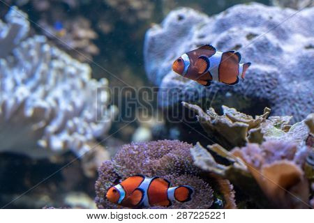 Orange Clownfish Swimming In A Coral Reef